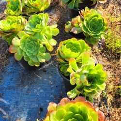 Plant Sale! End Of Month Special. Large Aeoniums In 5 Gl Pots