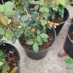 Rosales De Arbol 3gallon Diferentes Colores 