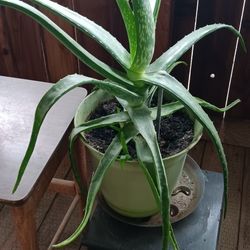 Aloe Vera