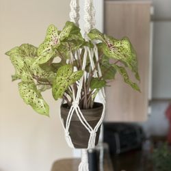 Macrame Hanger With Plant