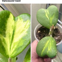 Hoya Kerry Inner Variegated Rare Indoor Plant