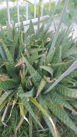 African soap aloe