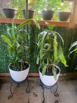 2 sets of plants