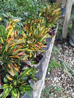 Crotons on sale now $8