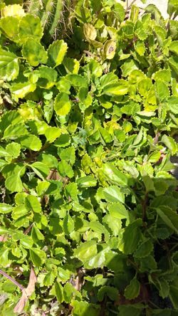 free plant clippings