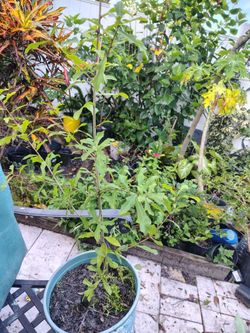 Oak tree seedlings