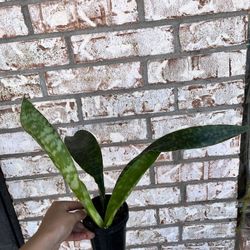 Snake Plant