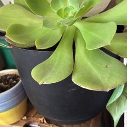 Plant succulent
