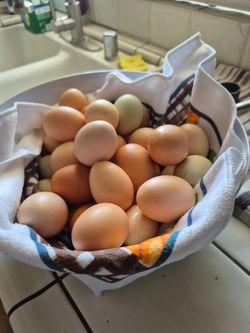 Chicken eggs 5 bucks per dozen