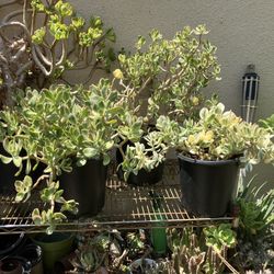 Three Variegated Jade Plants - Crassula ovata 'Tricolor’