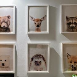 6 Baby Animal Photos