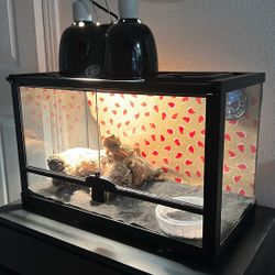 Reptile Enclosure w/ Basking And UVB lights 