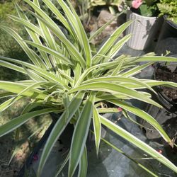 Spider Plant For Garden
