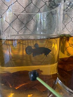 Betta