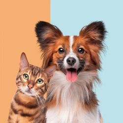 Garage Sale : Dog & Cat New Accessories 