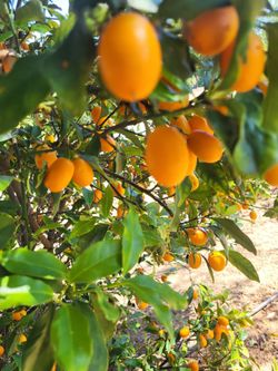 Organically grown kumquats
