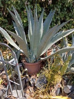 Blue century plant