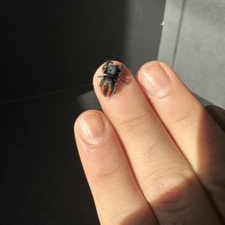 Phidippus Ardens Jumping Spider 