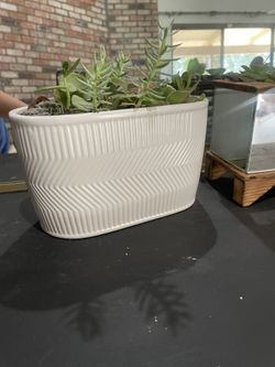 Succulent White Planter