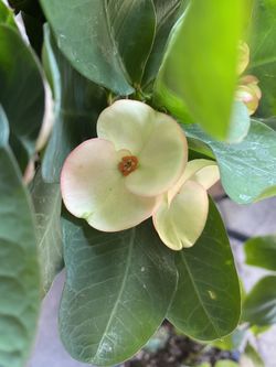 Corona de Cristo/Crown of Thorns