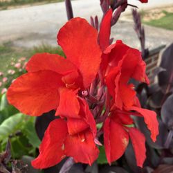 Black Night Canna Lilies Perennial Homegrown Plants