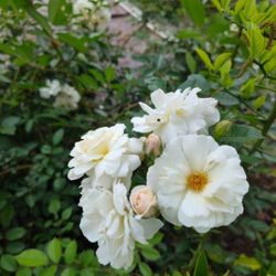 Rosas