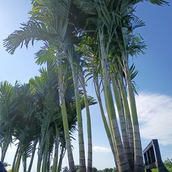 Christmas Palms  About 8 Feet Tall Instant Privacy Hedge For Fence 