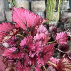 Rex Begonias In 4” Pots $8 Each 