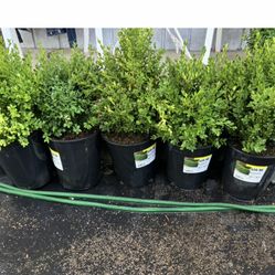 BOXWOOD PLANTS 