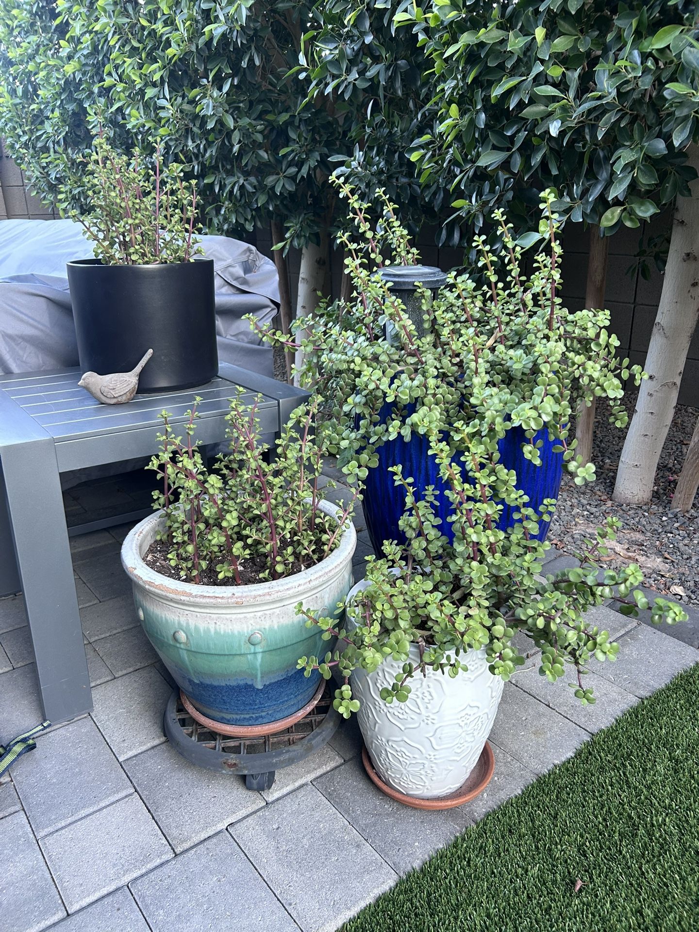 3 Pots And Plants