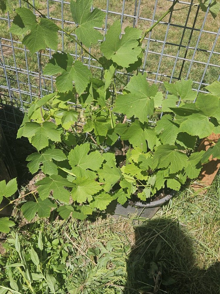 Super Grape Plant $12.00