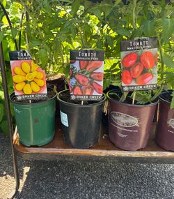 6” Potted Heirloom Tomatoes  3/$10