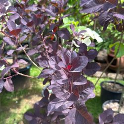 Smoky Tree