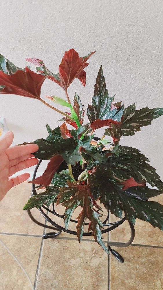Begonia Aconitifolia Angel Wing Included Brown Ceramic Pot 6"