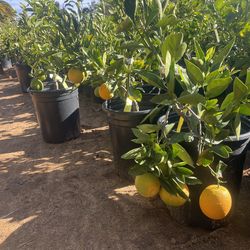 5 Gallon size - fruiting age - citrus trees