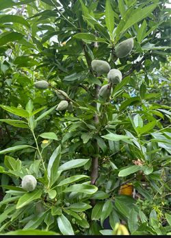 Almond Tree/ Árbol De Almendras Ya Con Fruto