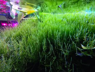 Aquarium moss