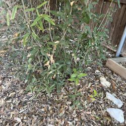 all Year Green Trees