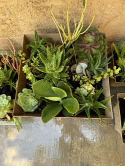 Succulents