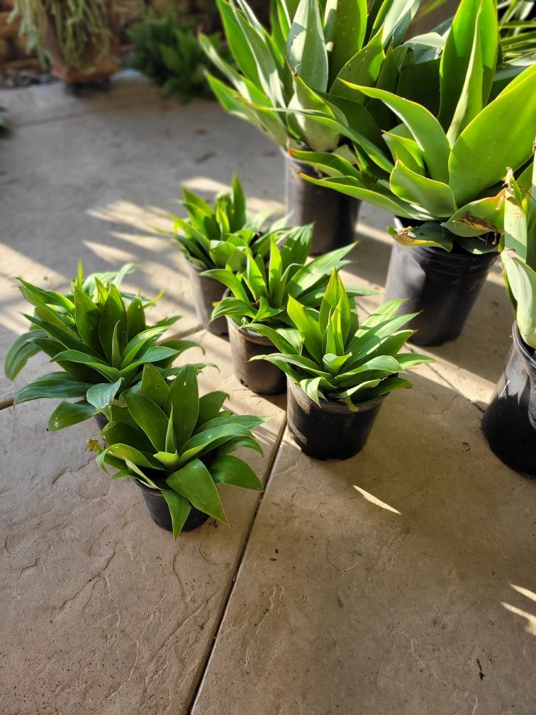 Foxtail Agave SUPER SALE!!!