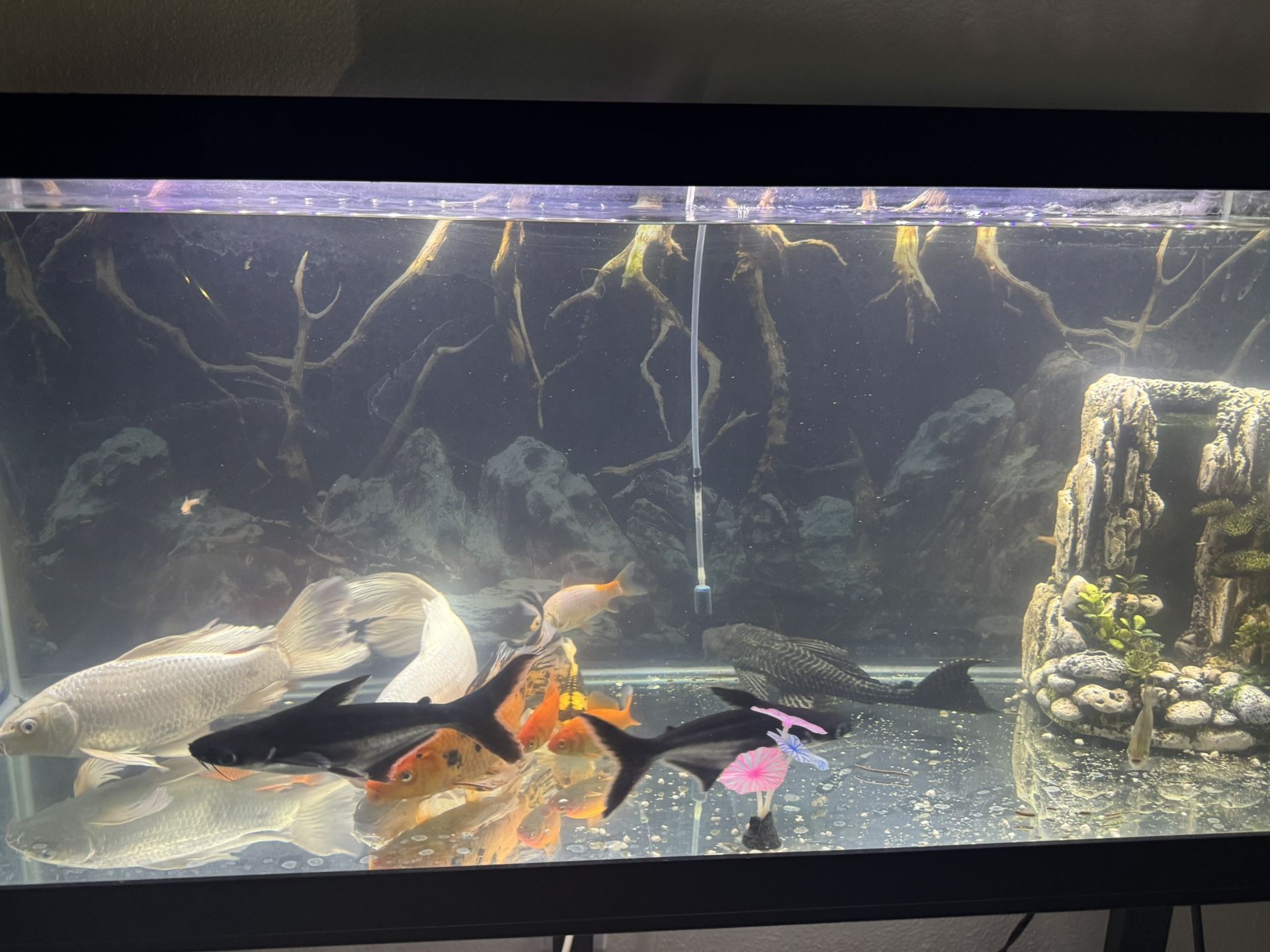 Fish Aquarium 75 Inch