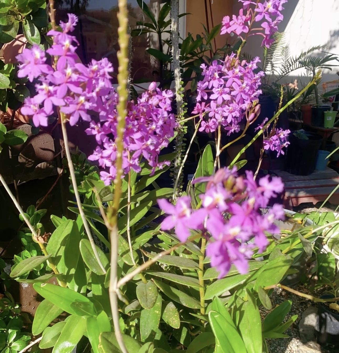 Orchid Plant
