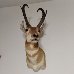 Taxidermy 