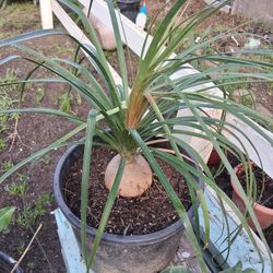 Large ponytail palm