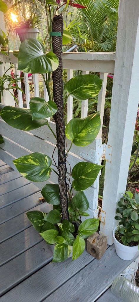 Hawaiian golden Potho plant