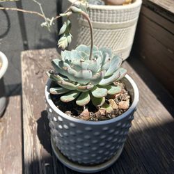 Succulent 