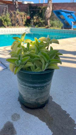 Oregano in a Pot