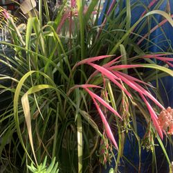 Beautiful Flowers And Plant 5 Gallon Container.