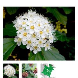 Common Ninebark - Native Shrub Sapling Plant