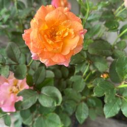 Hybrid Tea Roses 16$